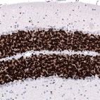 Immunohistochemical staining of mouse cerebellum shows strong nuclear positivity in cells in granular layer.