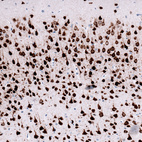 Anti-RBFOX3 Antibody