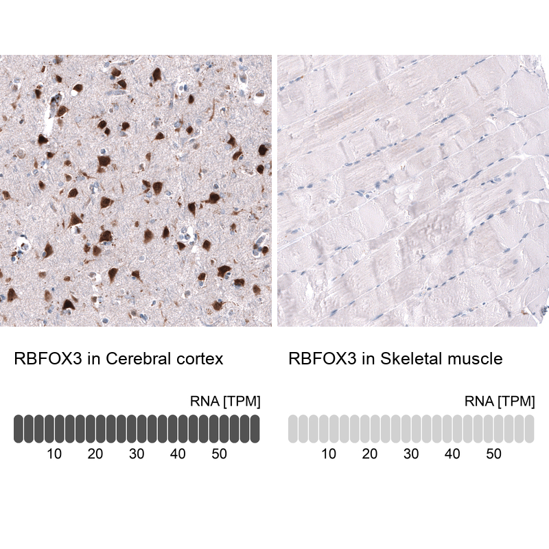 Anti-RBFOX3 Antibody