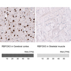 Anti-RBFOX3 Antibody