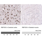 Anti-RBFOX3 Antibody