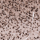 Immunohistochemical staining of mouse cerebral cortex shows strong positivity in neurons.