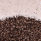 Immunohistochemical staining of mouse cerebellum shows strong nuclear positivity in cells in granular layer.