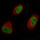 Immunofluorescence staining of U-251 cells using the Anti-EZH2 monoclonal antibody, showing specific staining in nucleoplasm in green. Microtubule probe is visualized in red.