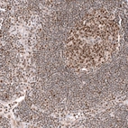 Immunohistochemical staining of human lymph node shows moderate to strong nuclear positivity in lymphoid cells.