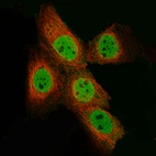 Immunofluorescence staining of A-431 cells using the Anti-EZH2 monoclonal antibody, showing specific staining in nucleoplasm in green. Microtubule probe is visualized in red.