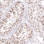 Immunohistochemical staining of human testis shows moderate to strong nuclear positivity in cells in seminiferous ducts.