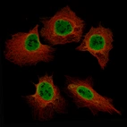 Immunofluorescence staining of U-2OS cells using the Anti-EZH2 monoclonal antibody, showing specific staining in nucleoplasm in green. Microtubule probe is visualized in red.