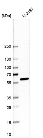 Western blot analysis in human cell line U-2197.