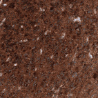 Anti-ID1 Antibody