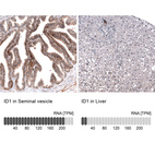 Anti-ID1 Antibody