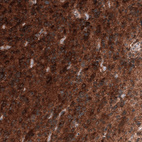 Anti-ID1 Antibody