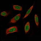 Immunofluorescence staining of PC-3 cells using the Anti-ID1 monoclonal antibody, showing specific staining in nucleoplasm in green. Microtubule probe is visualized in red.