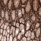 Immunohistochemical staining of human stomach shows strong positivity in extracellular matrix, as well as moderate positivity in glandular cells.