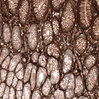 Immunohistochemical staining of human stomach shows strong positivity in extracellular matrix, as well as moderate positivity in glandular cells.