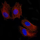 Immunofluorescence staining of U-138 cells using the Anti-POSTN monoclonal antibody, showing specific staining in vesicles in green. Microtubule- and nuclear probes are visualized in red and blue, respectively.