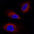 Immunofluorescence staining of U-138 cells using the Anti-POSTN monoclonal antibody, showing specific staining in vesicles in green. Microtubule- and nuclear probes are visualized in red and blue, respectively.