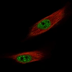 Immunofluorescence staining of U-251 MG cells using the Anti-FOXM1 monoclonal antibody, showing specific staining in nuclear speckles and nucleoplasm in green. Microtubule- and nuclear probes are visualized in red and blue, respectively (where available).