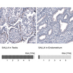 Anti-SALL4 Antibody