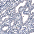 Immunohistochemical staining of human endometrium shows no positivity in glandular cells as expected.