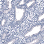 Anti-SALL4 Antibody