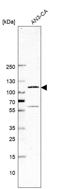 Anti-GLI1 Antibody