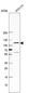 Anti-GLI1 Antibody