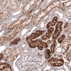 Immunohistochemical staining of human kidney shows moderate to strong granular cytoplasmic positivity in cells in tubules.