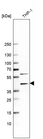 Western blot analysis in human cell line THP-1.