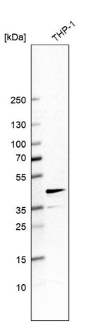 Western blot analysis in human cell line THP-1.