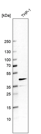 Western blot analysis in human cell line THP-1.