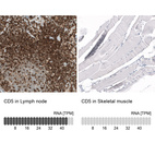 Anti-CD5 Antibody