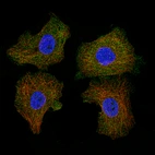 Immunofluorescence staining of A-431 cells using the Anti-CD5 monoclonal antibody, showing localization in plasma membrane in green. Microtubule- and nuclear probes are visualized in red and blue, respectively.