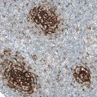 Immunohistochemical staining of human lymph node shows strong membranous positivity in germinal center cells.