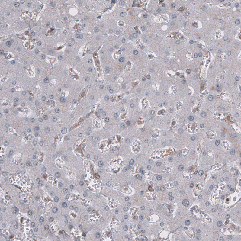 Mouse Monoclonal Anti-GSPT1 Antibody - Buy for research - Highly ...