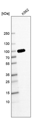 Western blot analysis in human cell line K562.