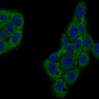 Immunofluorescence staining of A-431 cells using the Anti-GSPT1 monoclonal antibody, showing specific staining in cytosol in green. Nuclear probes are visualized in blue (where available).