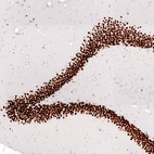 Immunohistochemical staining of rat hippocampus shows strong nuclear positivity in the granular cell layer of the dentate gyrus.