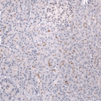 Immunohistochemical staining of human pancreas shows weak to moderate nuclear positivity in exocrine glandular cells.
