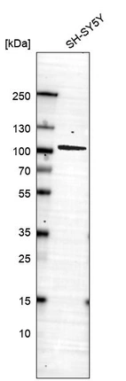 Western blot analysis in human cell line SH-SY5Y.