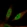 Anti-PROX1 Antibody