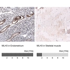 Anti-MLH3 Antibody