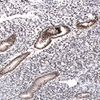 Immunohistochemical staining of human endometrium shows strong nuclear positivity in glandular cells.