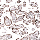 Immunohistochemical staining of human placenta shows moderate to strong nuclear positivity in trophoblastic cells.