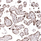 Immunohistochemical staining of human placenta shows moderate to strong nuclear positivity in trophoblastic cells.