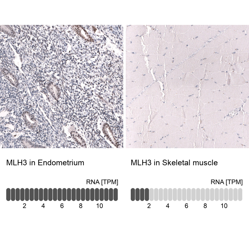 Anti-MLH3 Antibody