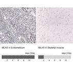 Anti-MLH3 Antibody