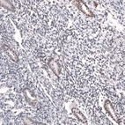 Immunohistochemical staining of human endometrium shows moderate nuclear positivity in glandular cells.
