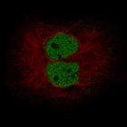Immunofluorescence staining in A-431 cell line with Anti-MLH3 monoclonal antibody, showing specific staining of nucleoplasm in green. Microtubule- and nuclear probes are visualized in red and blue respectively (where available).
