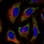 Immunofluorescence staining in HeLa cell line with Anti-TUFM monoclonal antibody, showing distinct mitochondrial staining in green. Microtubule- and nuclear probes are visualized in red and blue respectively (where available).
